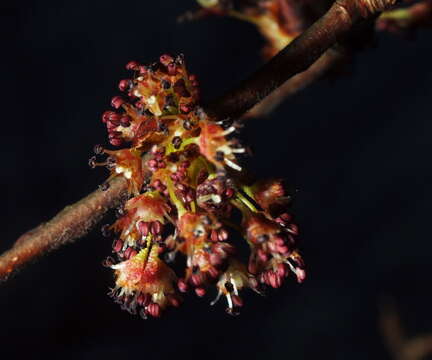 Image of Eurasian elm