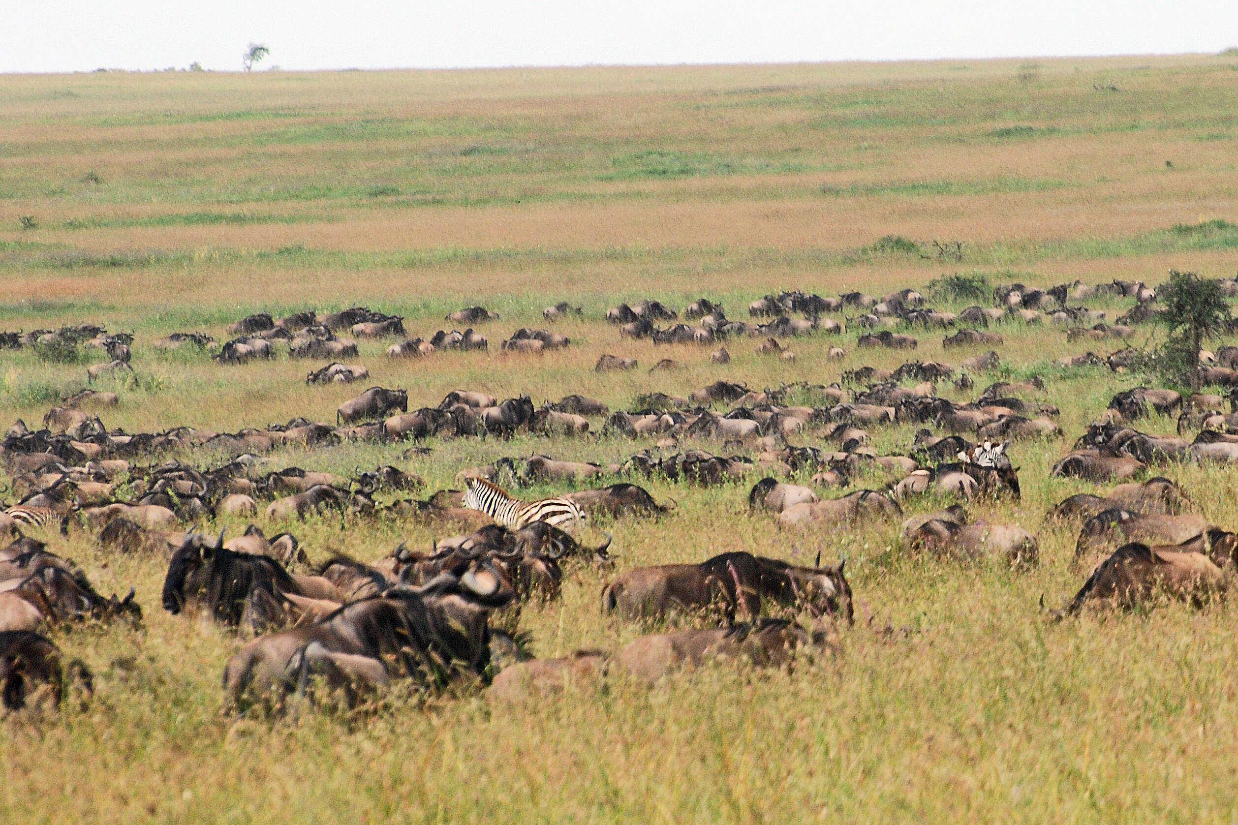 Image of wildebeest