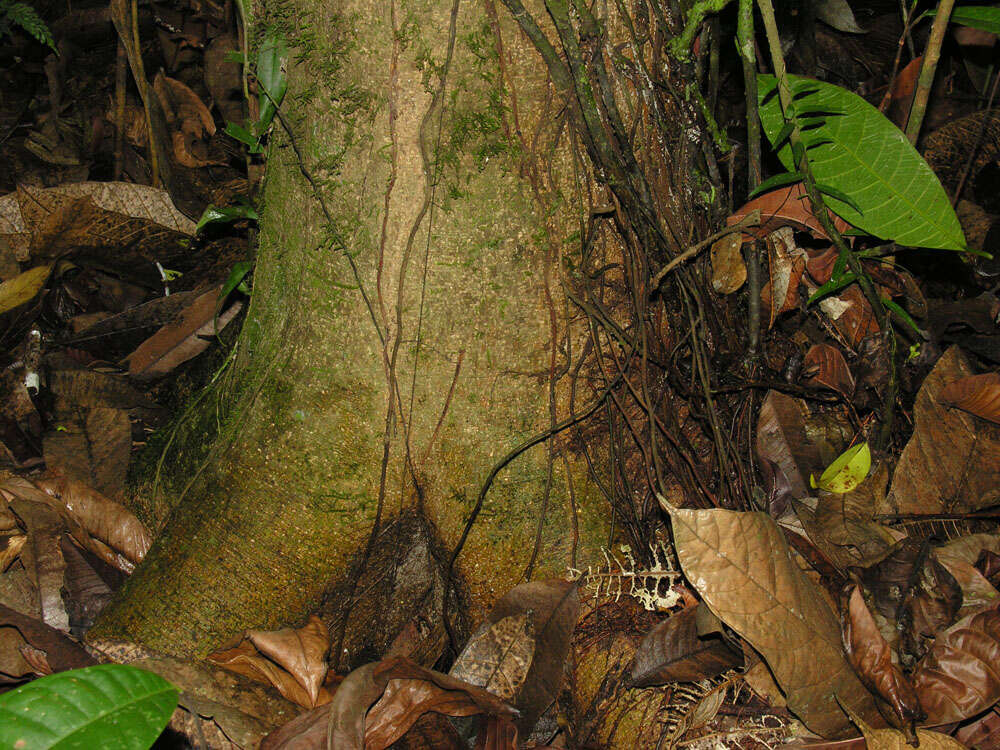 Image of Pubescent Sorocea (tree)