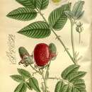 صورة Rubus illecebrosus Focke