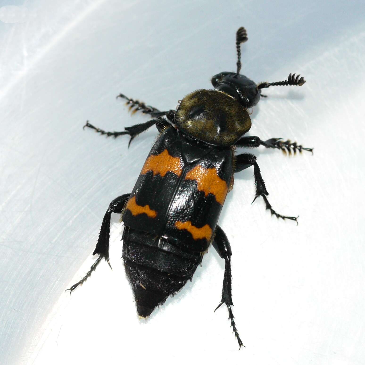 Nicrophorus resmi