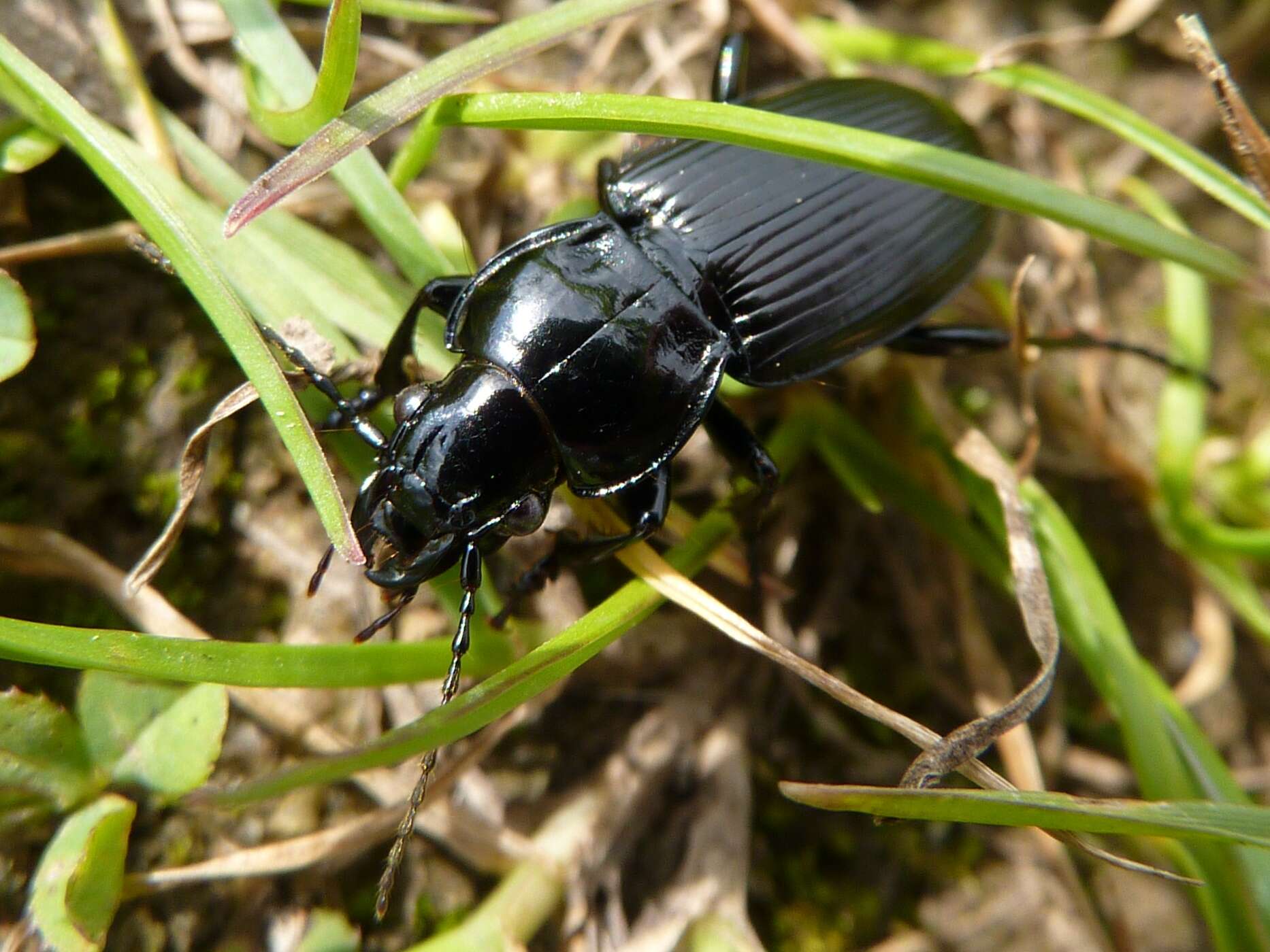 Plancia ëd Pterostichus (Petrophilus) melanarius (Illiger 1798)