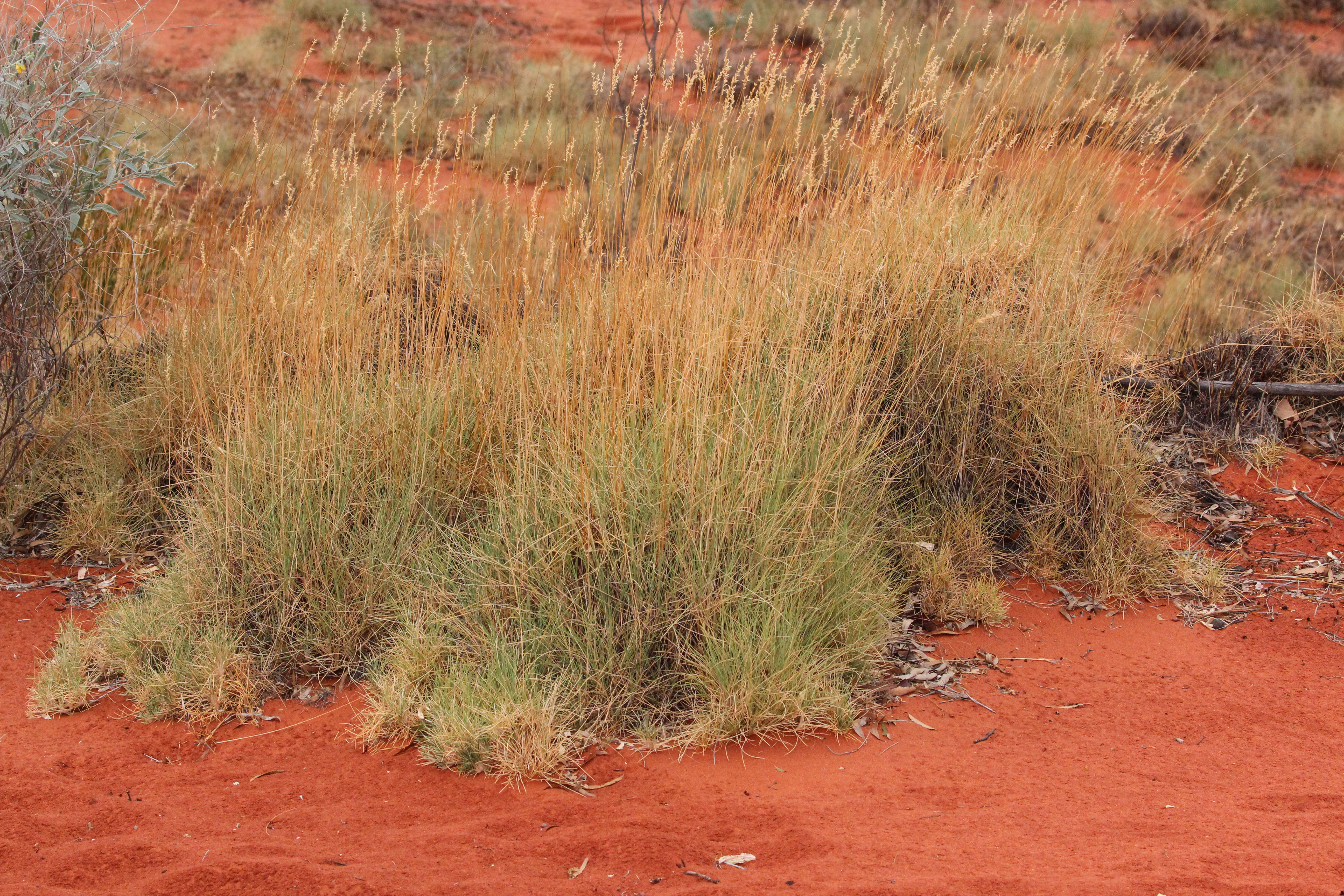 Image of Australian Spinifex