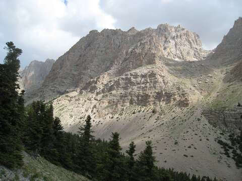 Image of Cilician Fir