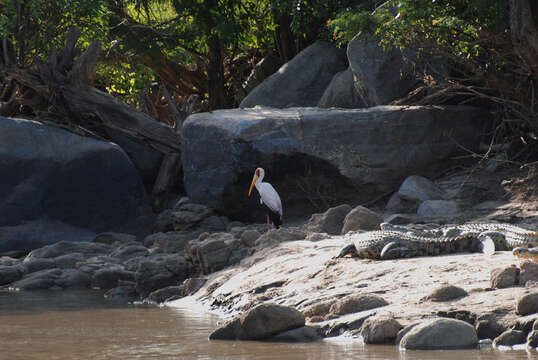 Image of Yellow-billed Stork