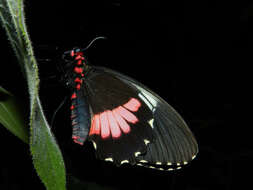 Image of Parides