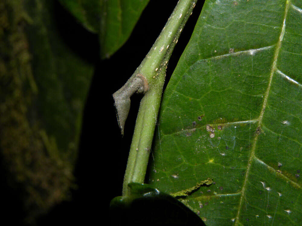 Image of Pubescent Sorocea (tree)