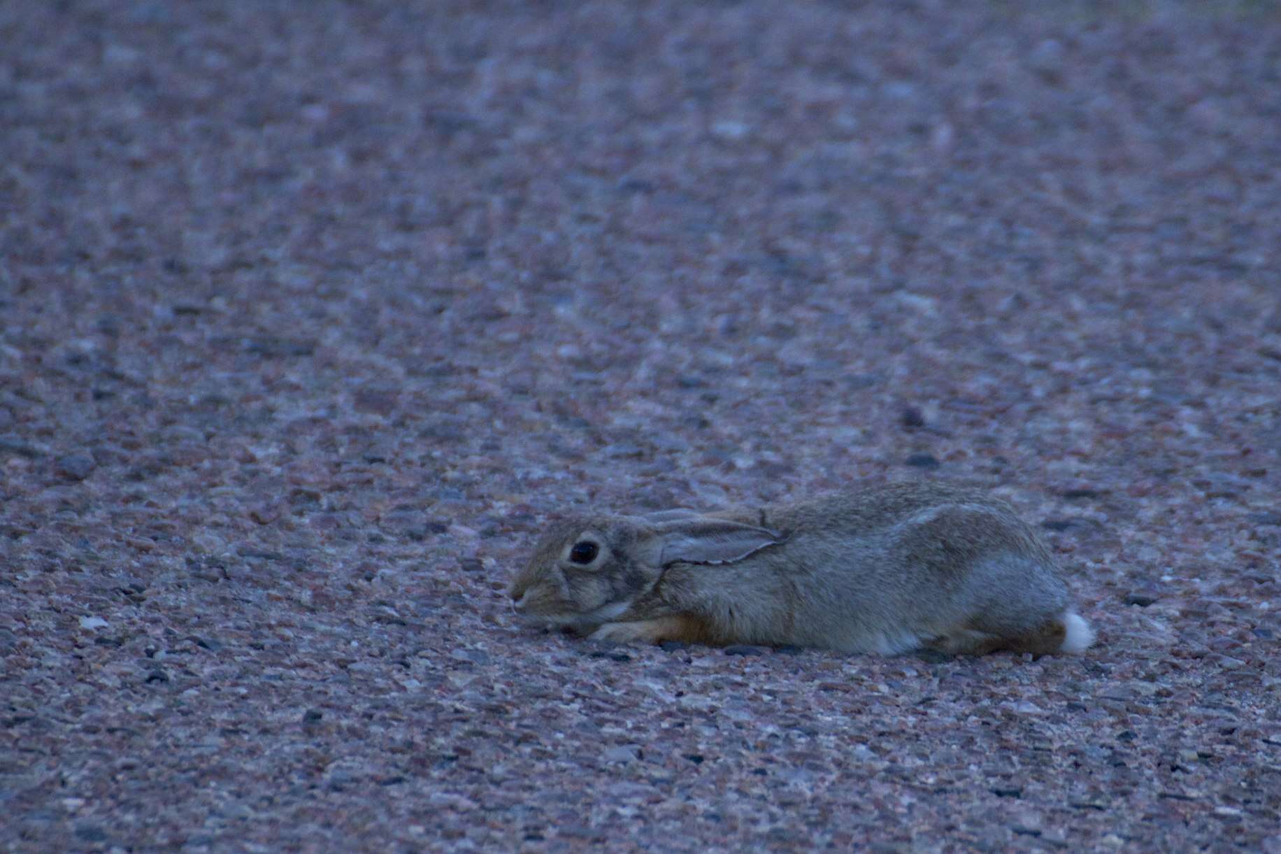 Image of Cottontail rabbit