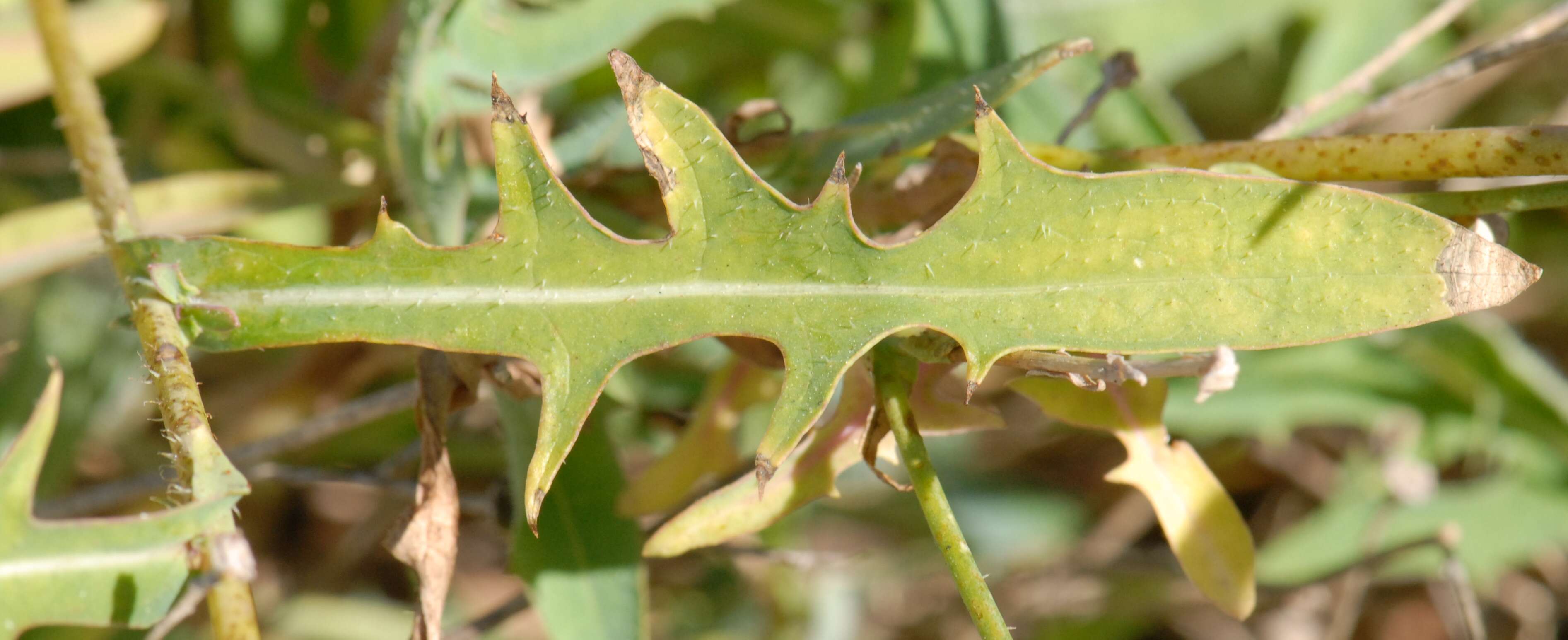 Image of Lactuca tenerrima Pourr.