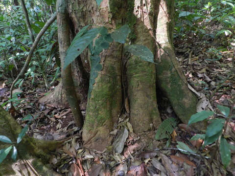 Image of Symphonia globulifera L. fil.