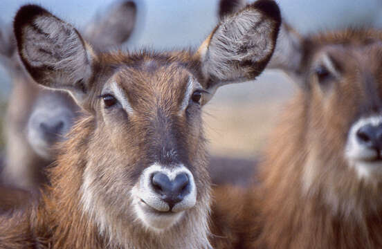 Image of Defassa Waterbuck