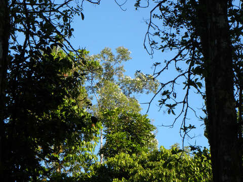 Sivun Chionanthus panamensis (Standl.) Stearn kuva