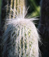 Image of cephalocereus