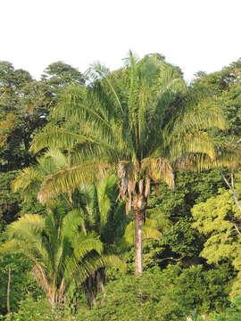 Image of attalea palm