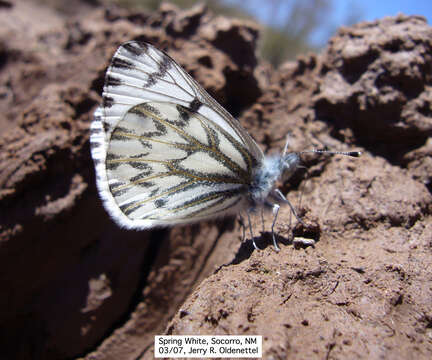 Image of Spring White