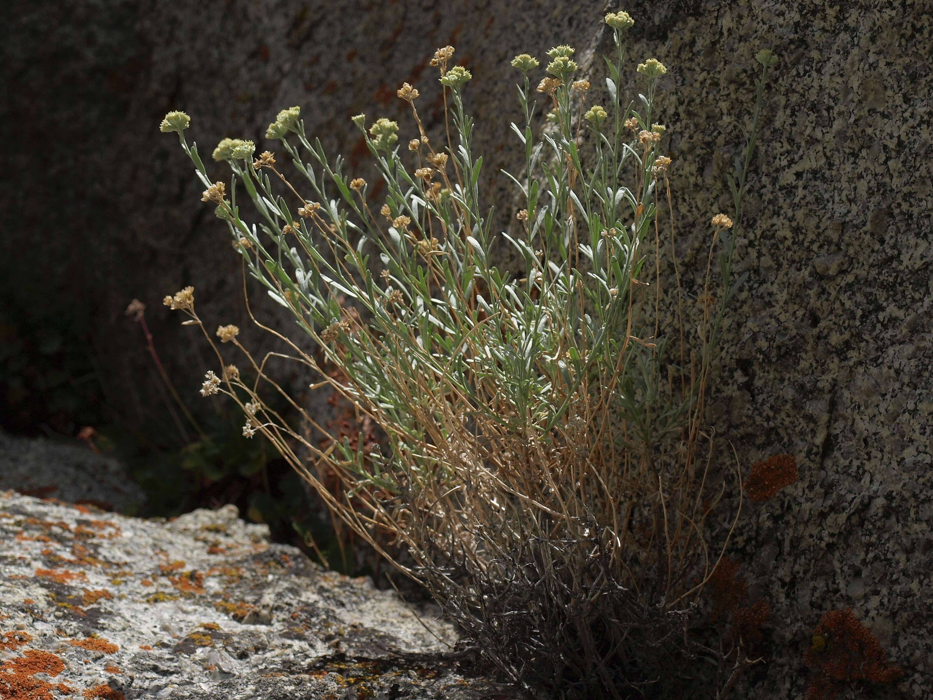 Image of gray chickensage