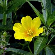 Ludwigia grandiflora (Michaux) Greuter & Burdet resmi