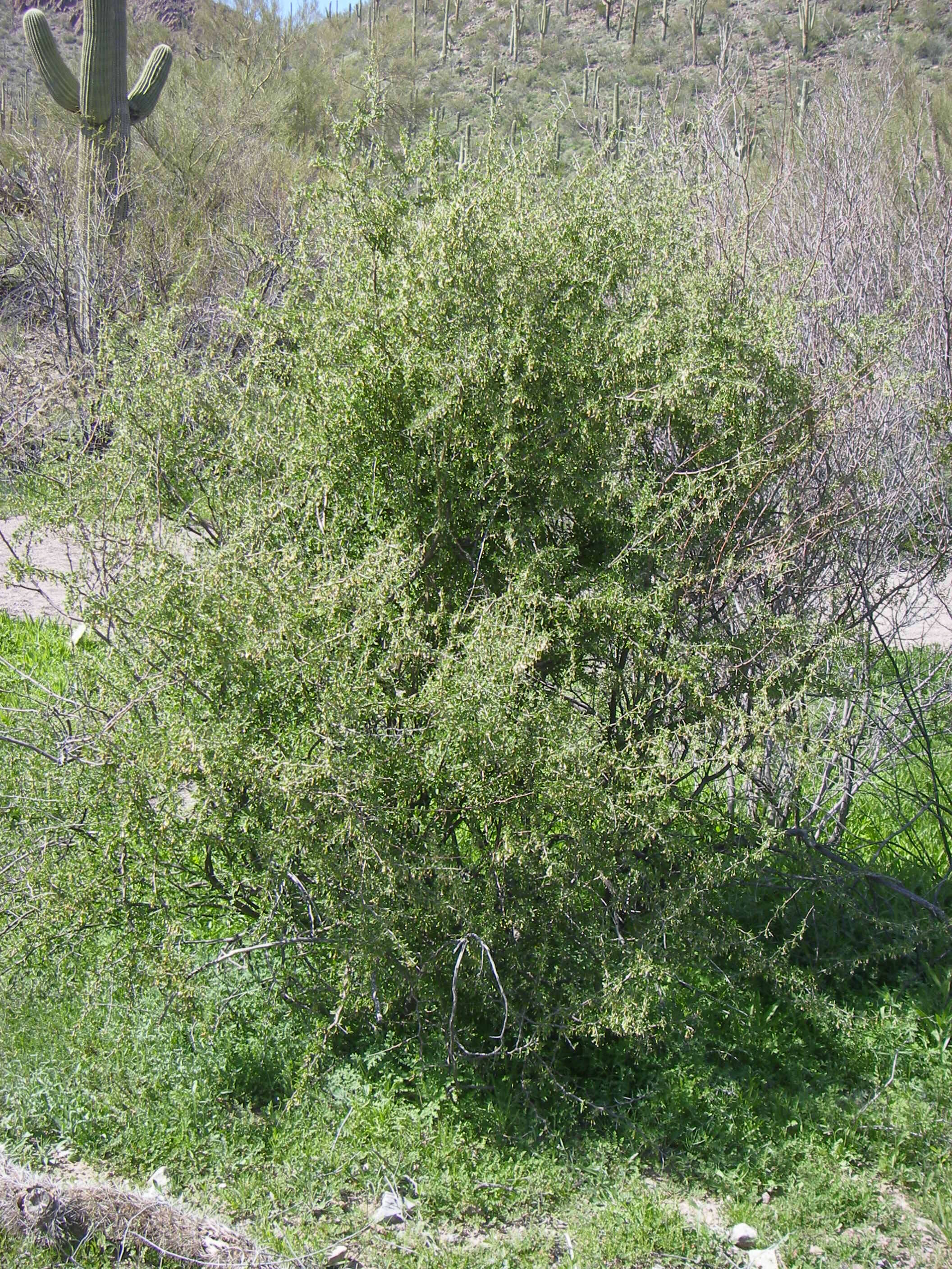 Image of Arizona desert-thorn