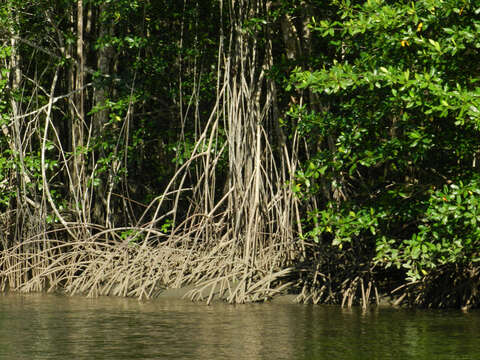 Image of mangrove