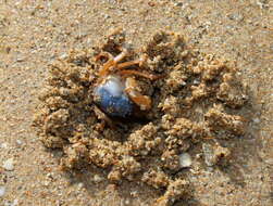 Image of grenadier crabs