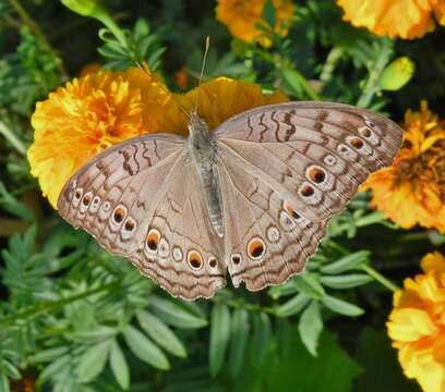 Image of Grey Pansy Butterfly