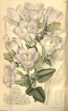 Image of Campanula mirabilis Albov