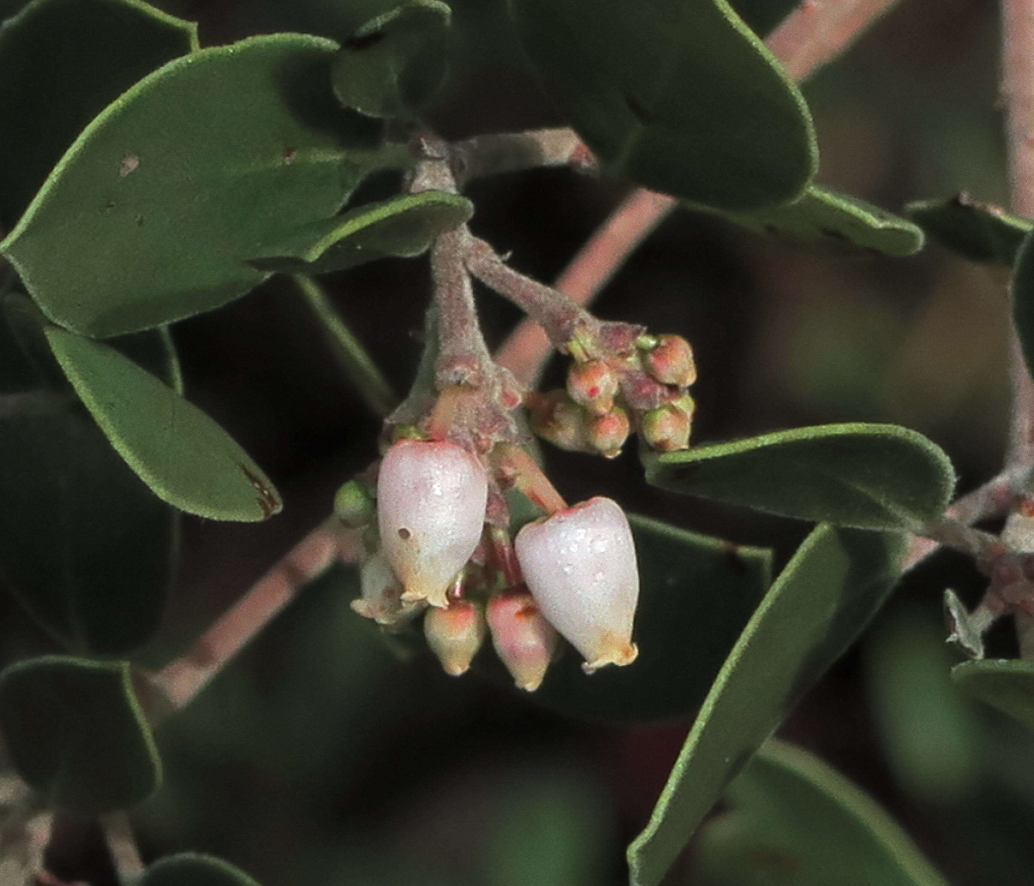 Sivun Arctostaphylos manzanita subsp. laevigata (Eastw.) Munz kuva