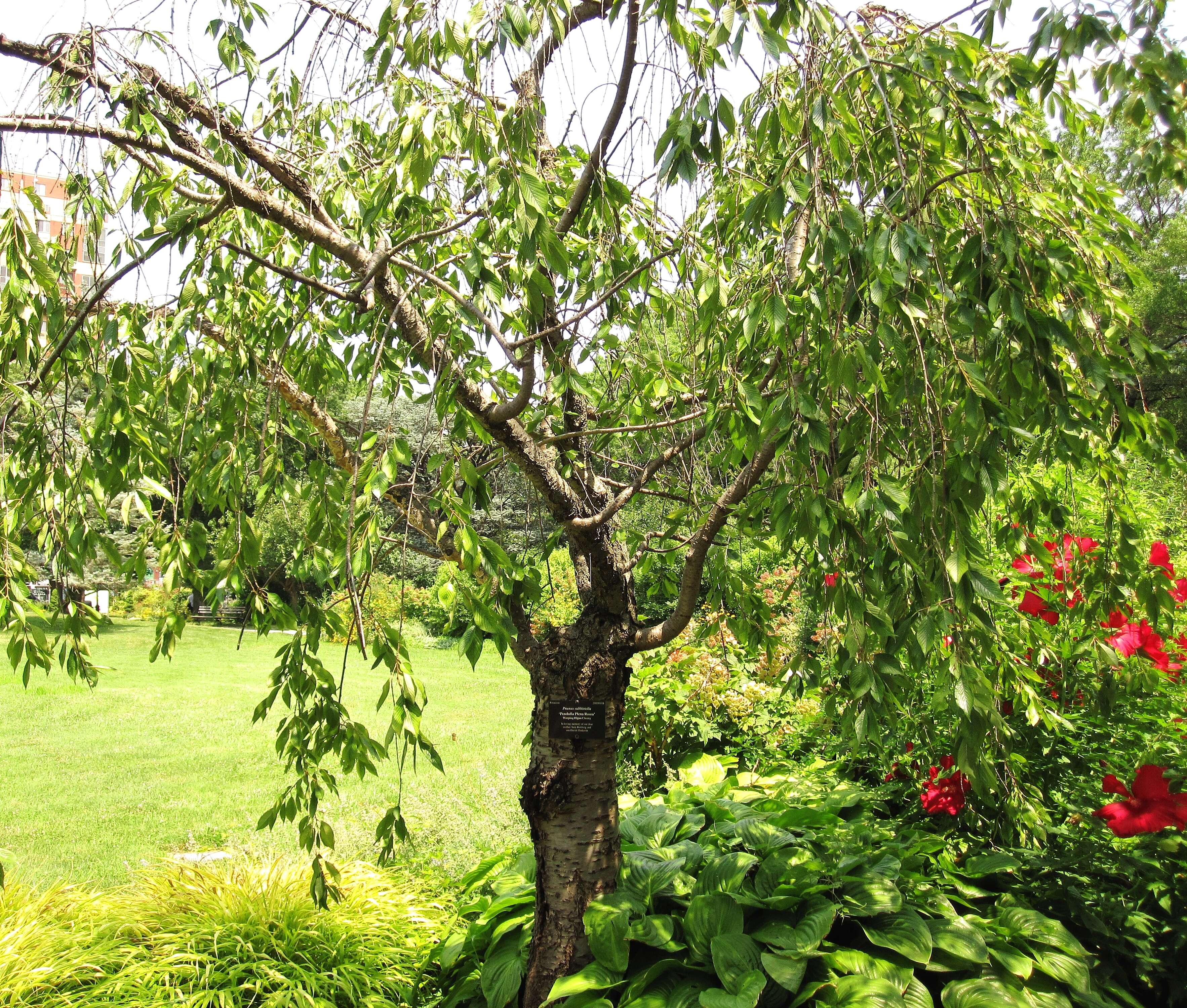 Plancia ëd Prunus subhirtella Miq.