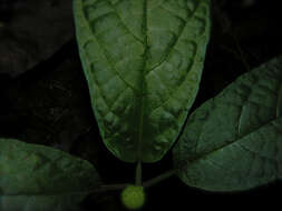 Image of Dorstenia choconiana S. Wats.