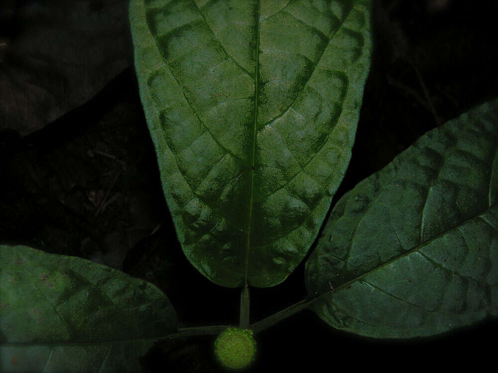 Image of Dorstenia choconiana S. Wats.