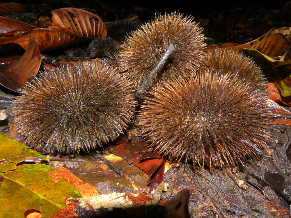 Image of Apeiba tibourbou Aubl.