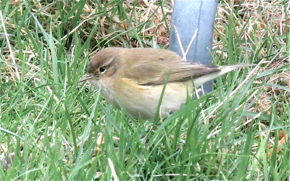 Image of Phylloscopus Boie & F 1826