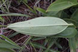 Pleroma aegopogon (Naud.) Triana resmi