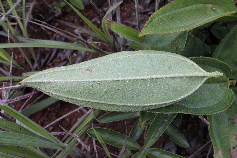 Pleroma aegopogon (Naud.) Triana resmi