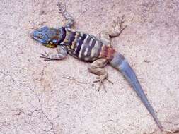 Image of California rock lizard