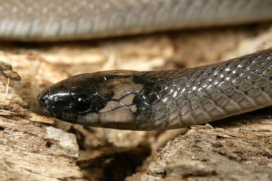 Image of Rough Earth Snake