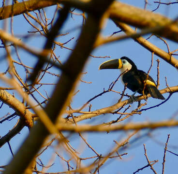 Image de Toucan ariel