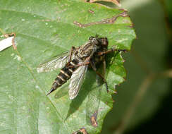 Image of Manx robber fly