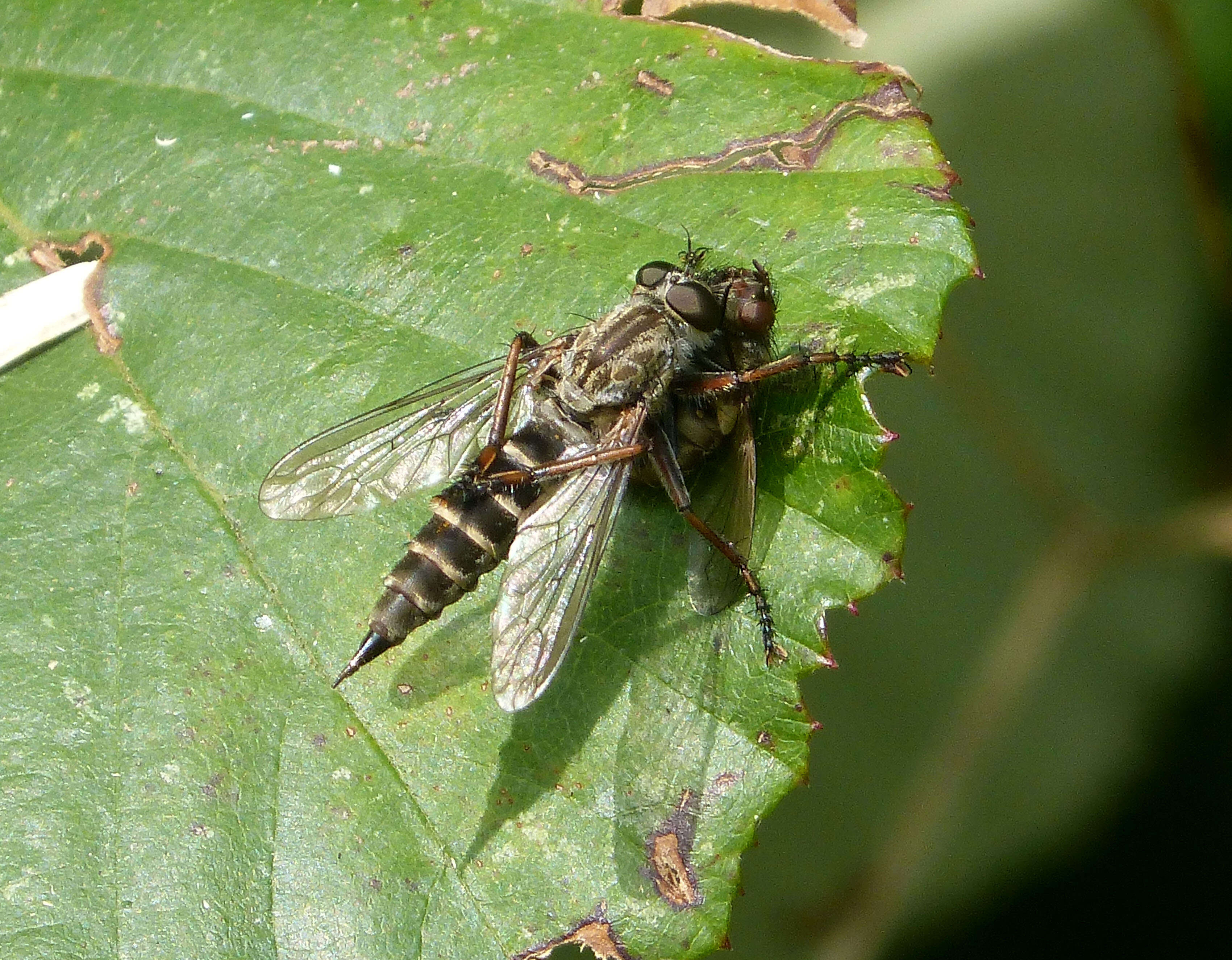 Image of Manx robber fly