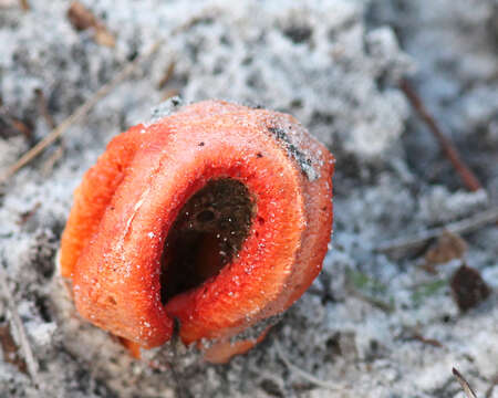 Image of Clathrus columnatus Bosc 1811