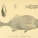 Image of Hippopotamyrus wilverthi (Boulenger 1898)