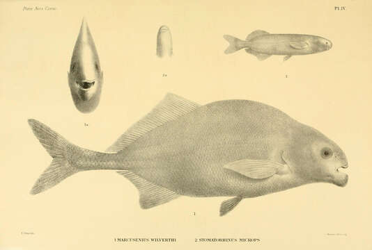 Image of Hippopotamyrus