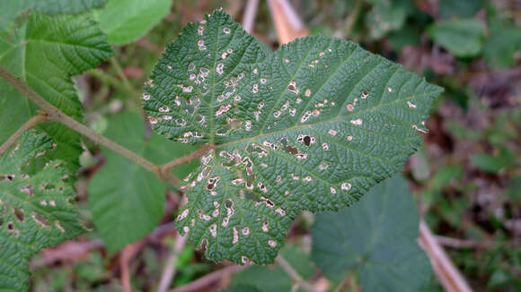 صورة Rubus moluccanus L.