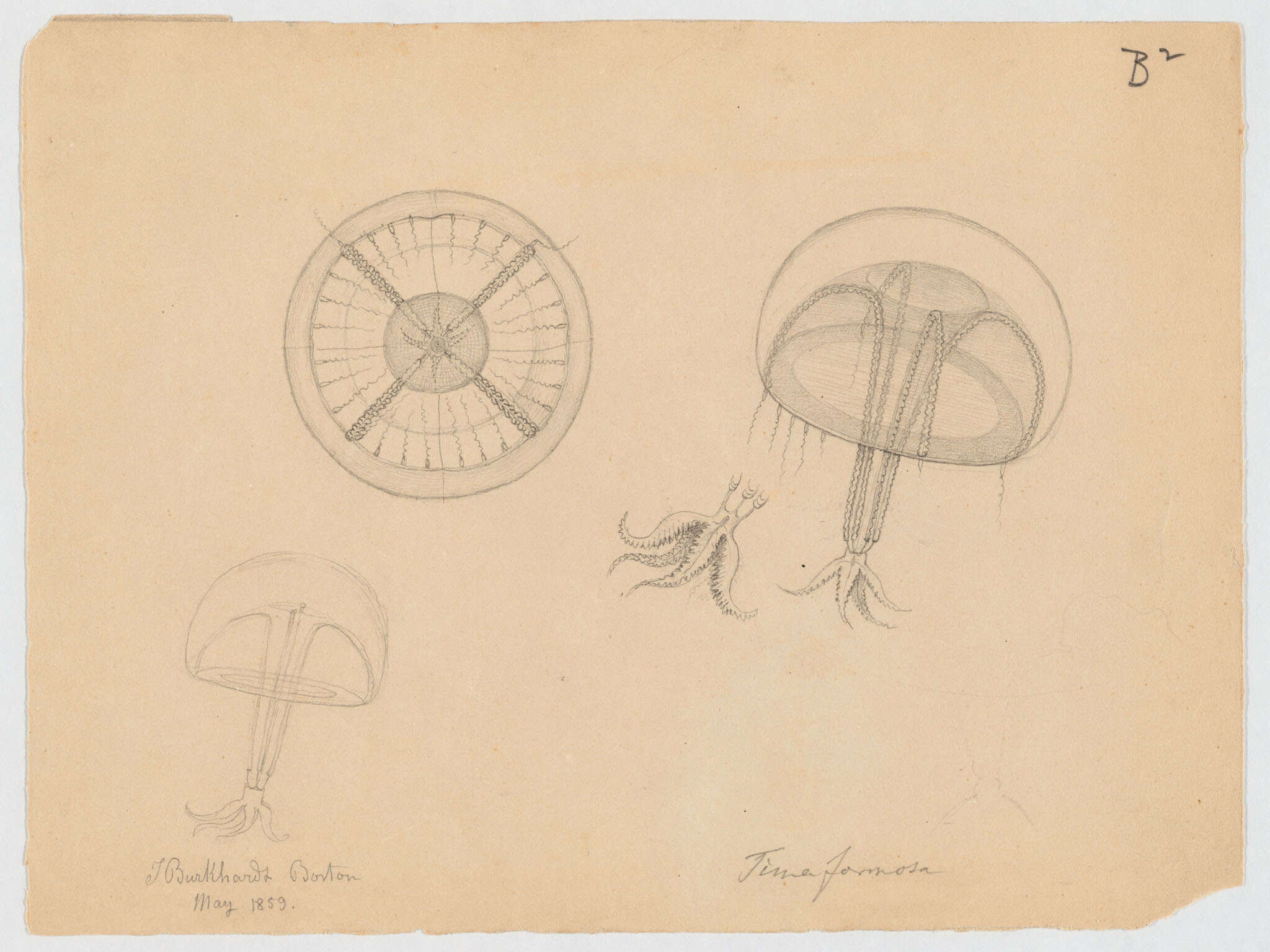 Слика од Eirenidae Haeckel 1879