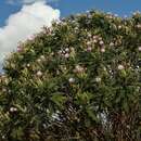 Image of Mimosa rheiptera