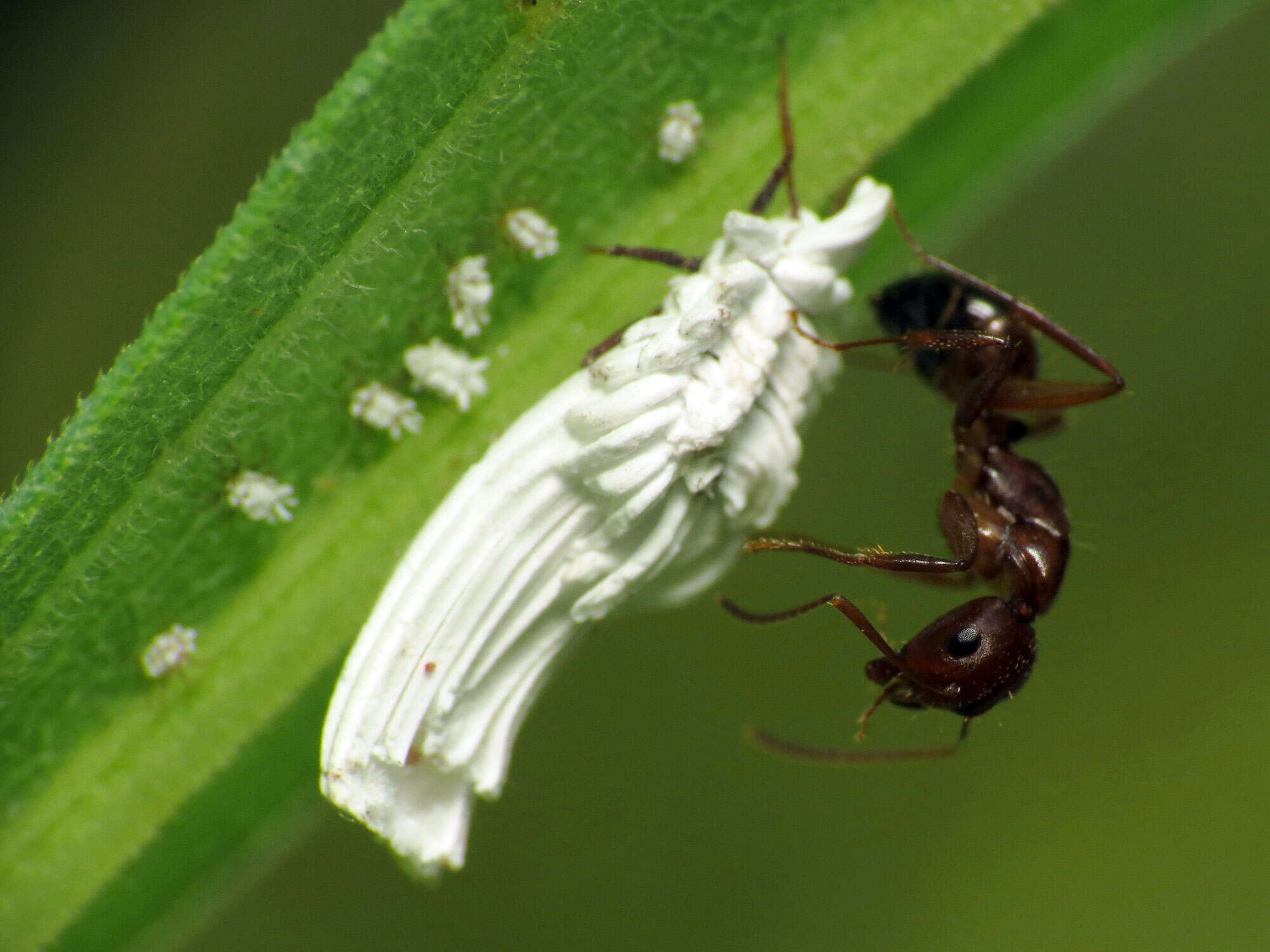 Image of Scales and Mealybugs