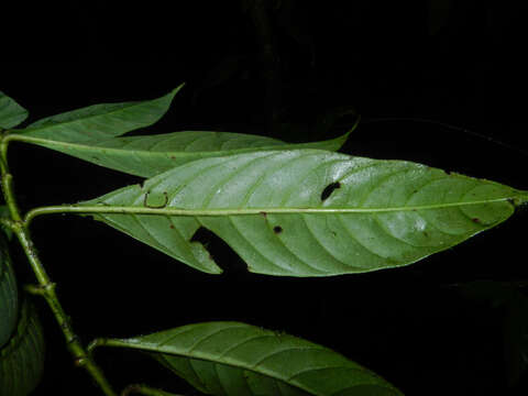 Plancia ëd Psychotria remota Benth.