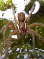 Plancia ëd Dolomedes fimbriatus (Clerck 1757)