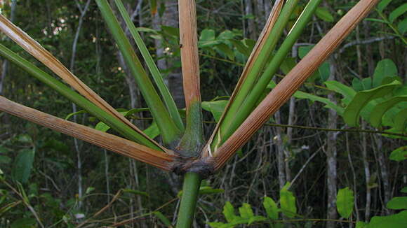 Image of Stromanthe