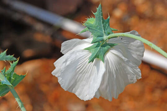 Image of pricklypoppy